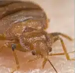 Bed bug close-up image