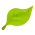 Natural eco-friendly leaf icon