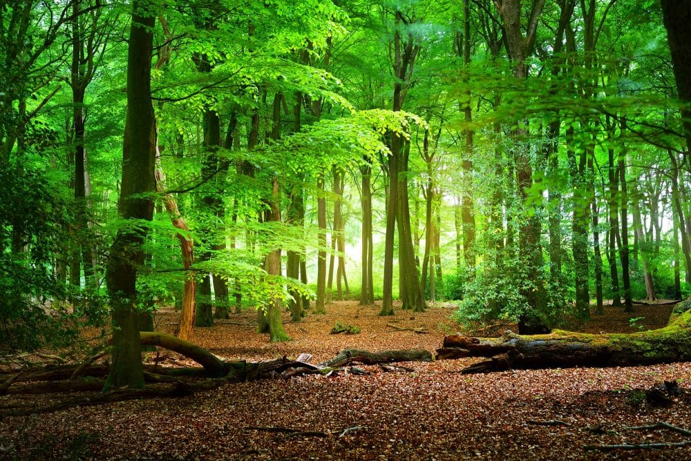 Natural forest eco-friendly materials