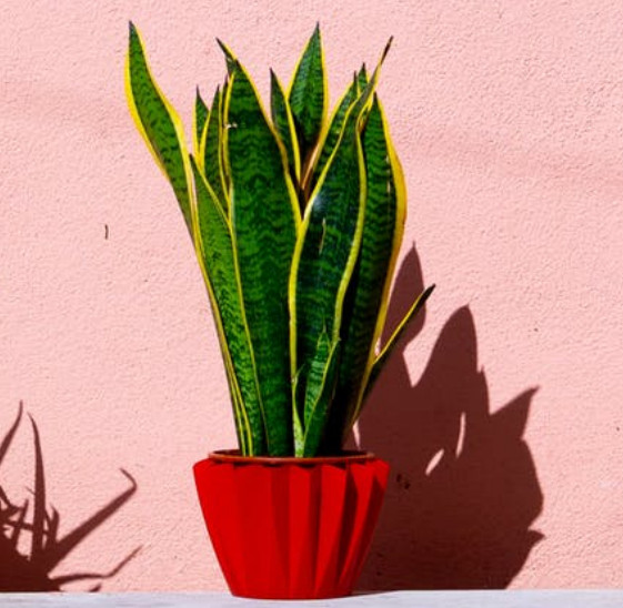Snake plant in red pot for sleep