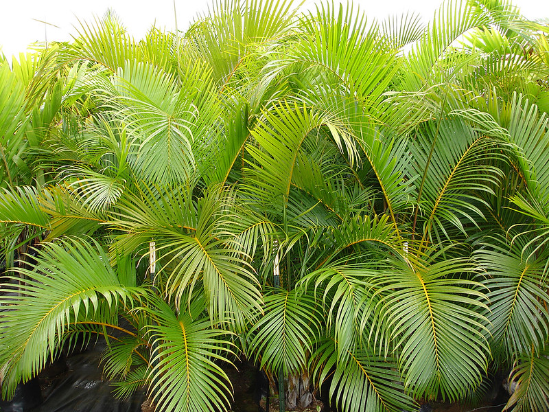 Areca palm plant for better sleep