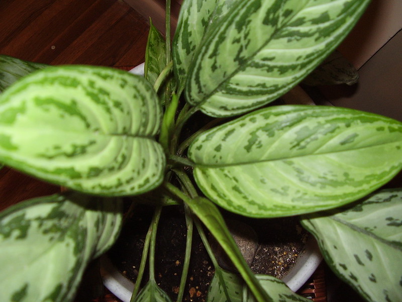 Chinese evergreen plant for better sleep