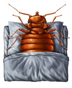 Cartoon bed bug illustration for mattress pest control guide