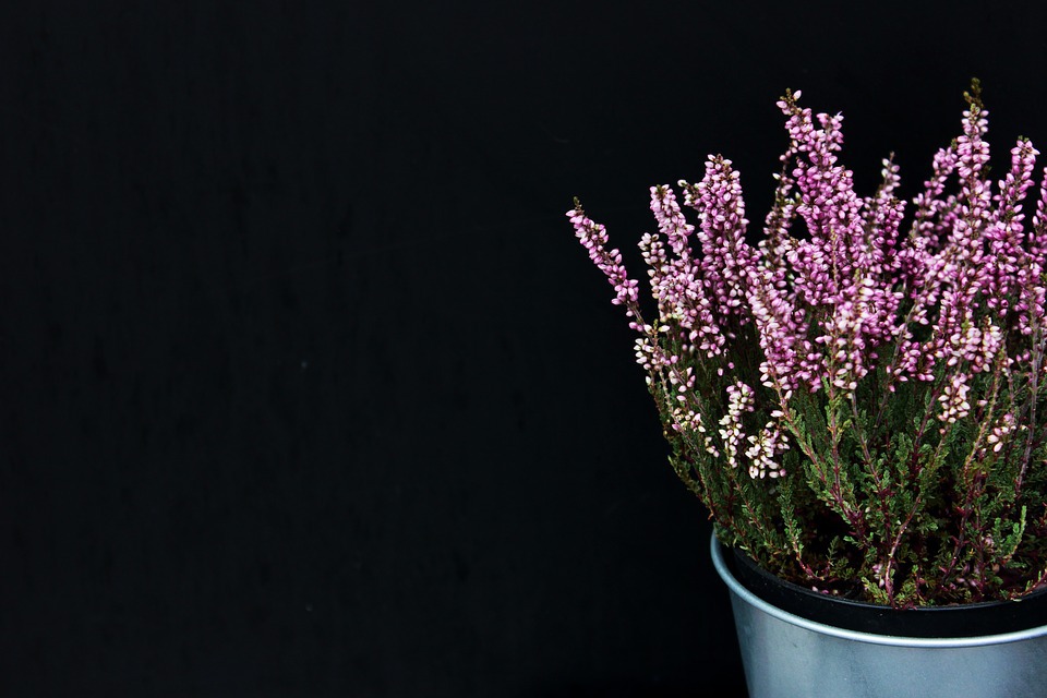 Lavender heather plant for better sleep
