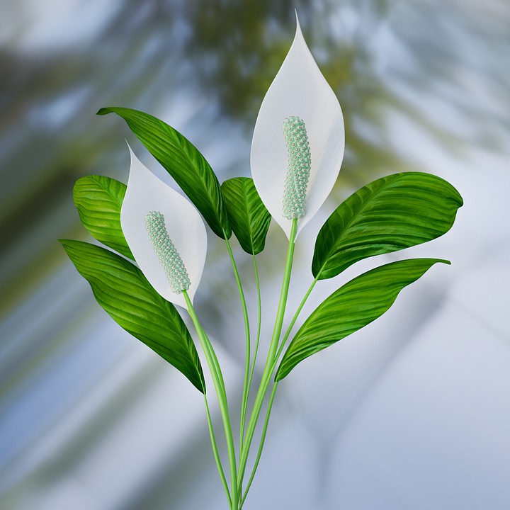 Peace lily plant for better sleep