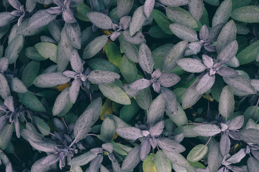 Sage herb plant silvery green leaves