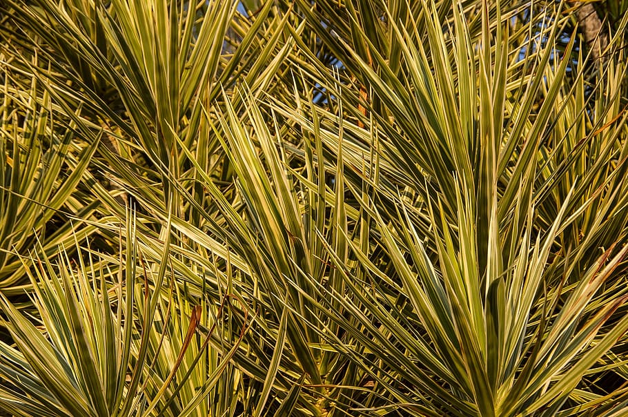Dracaena colorama houseplant leaves