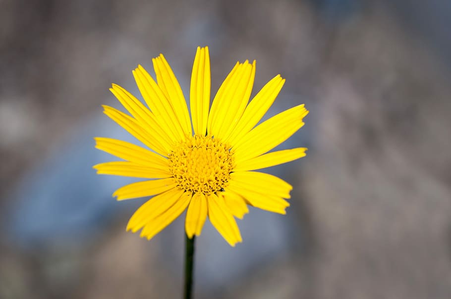 Yellow elecampane flower bloom closeup