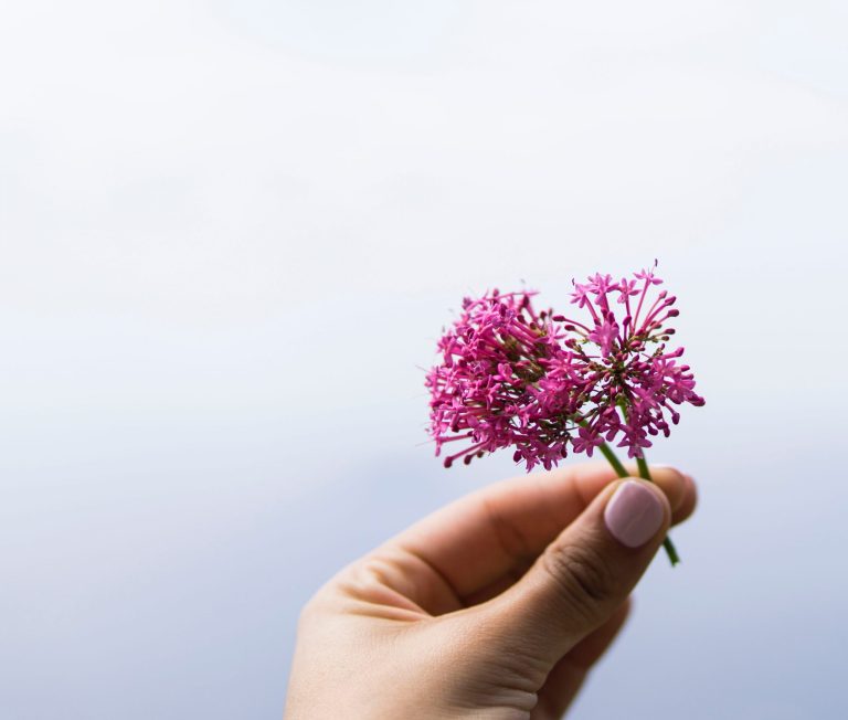 Hand holding pink valerian flowers