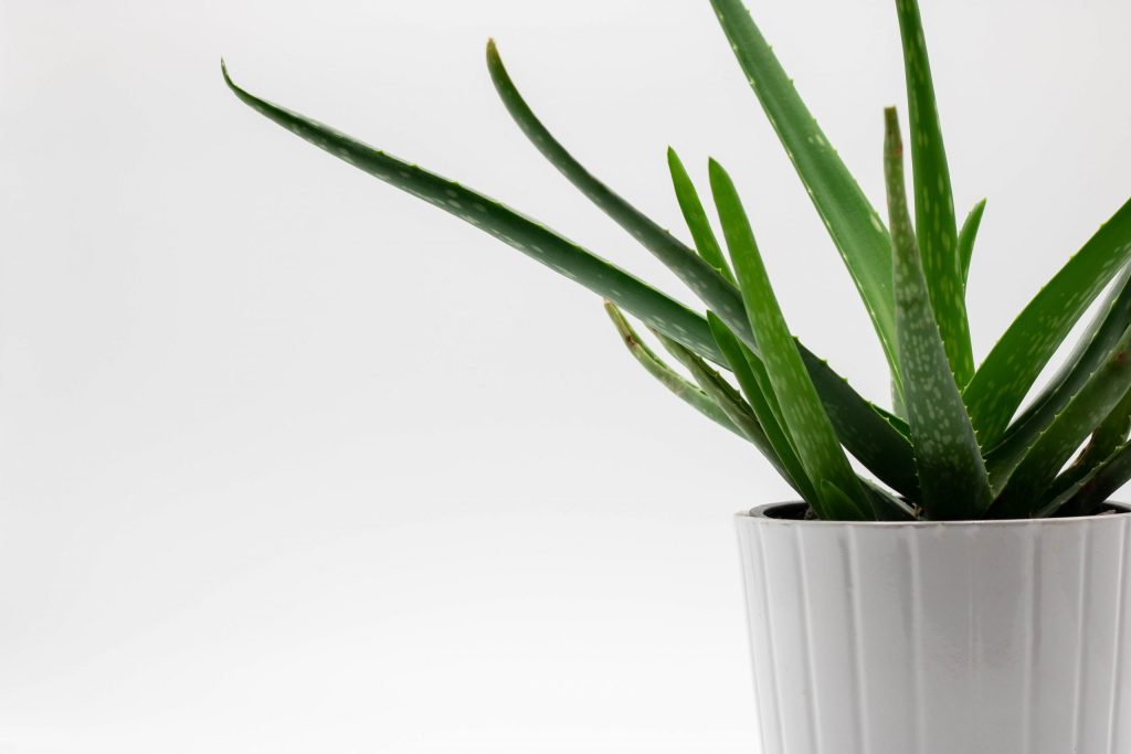 Aloe vera plant better sleep bedroom