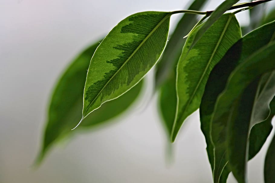 Ficus benjamina weeping fig plant
