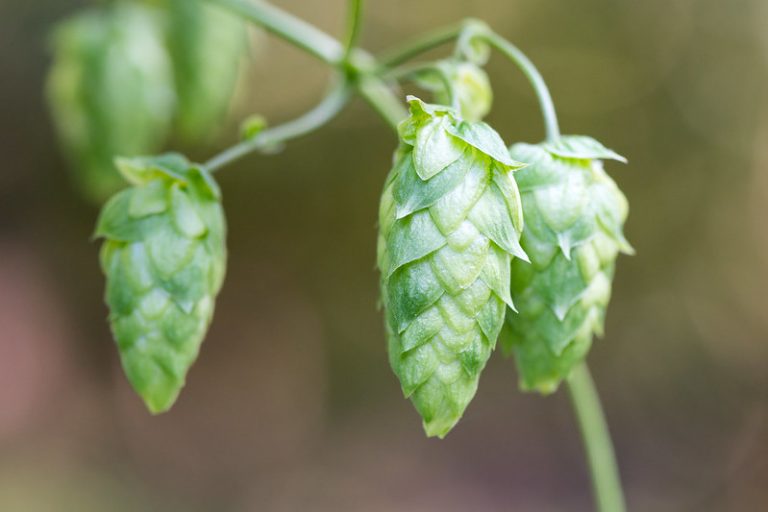 Hop cones plant for better sleep