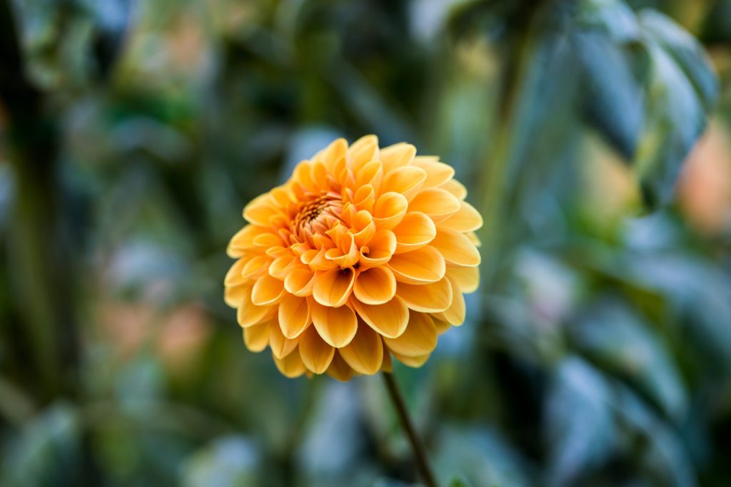 Orange dahlia flower bloom closeup