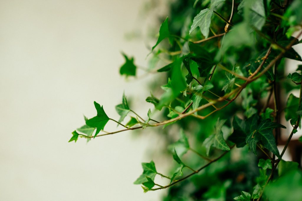 Green ivy vine plant leaves