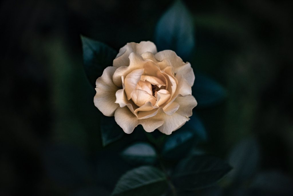 Cream rose flower relaxing bedroom