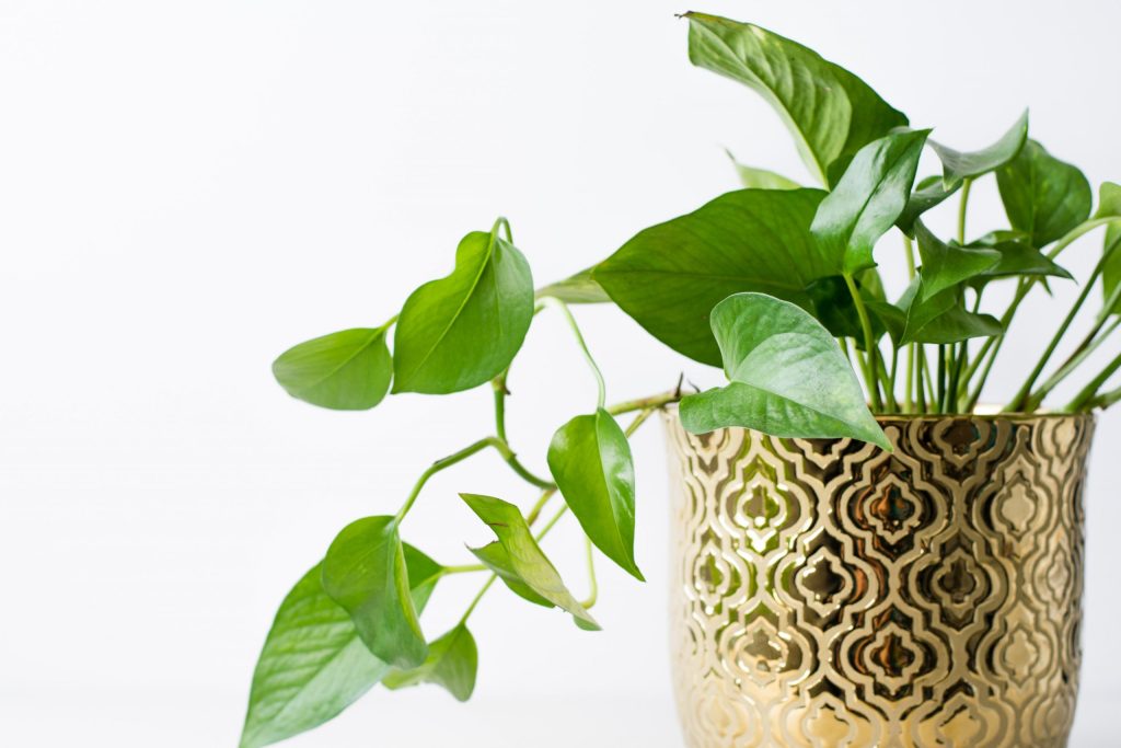 Pothos plant bedroom air purifier