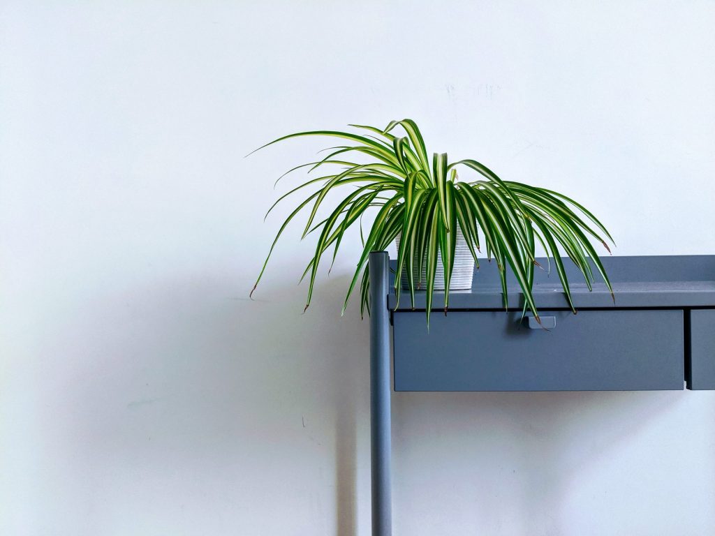 Spider plant on teal dresser shelf