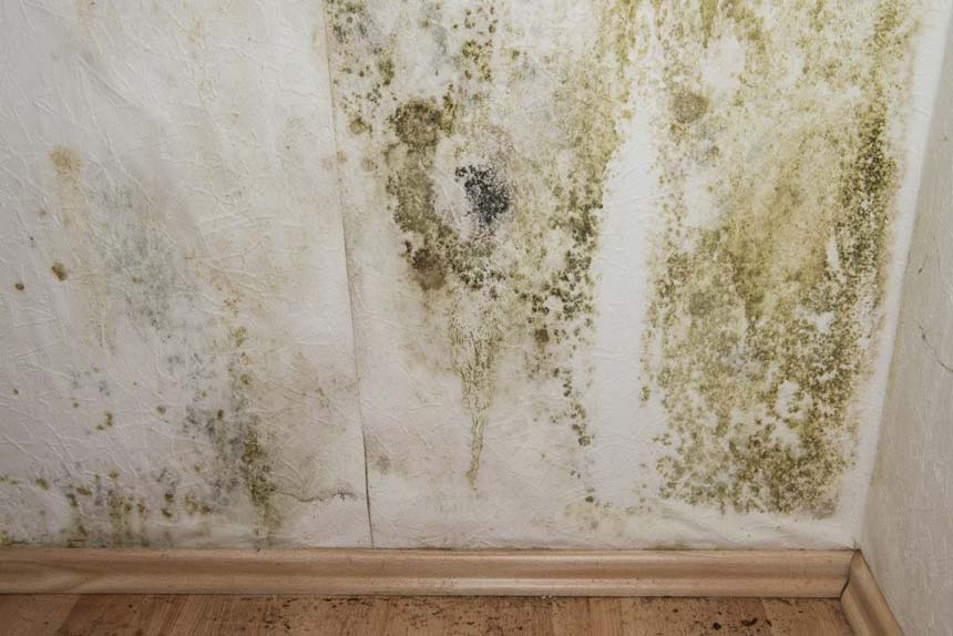 Mold mildew growth on RV wall