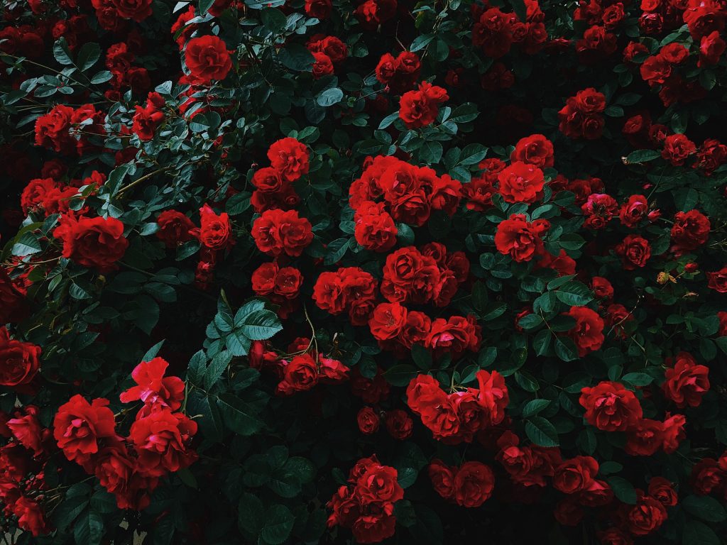Red roses garden romantic bedroom decor