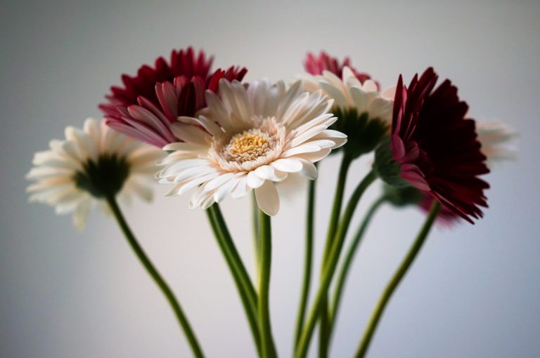 Gerbera daisies bedroom decor flowers
