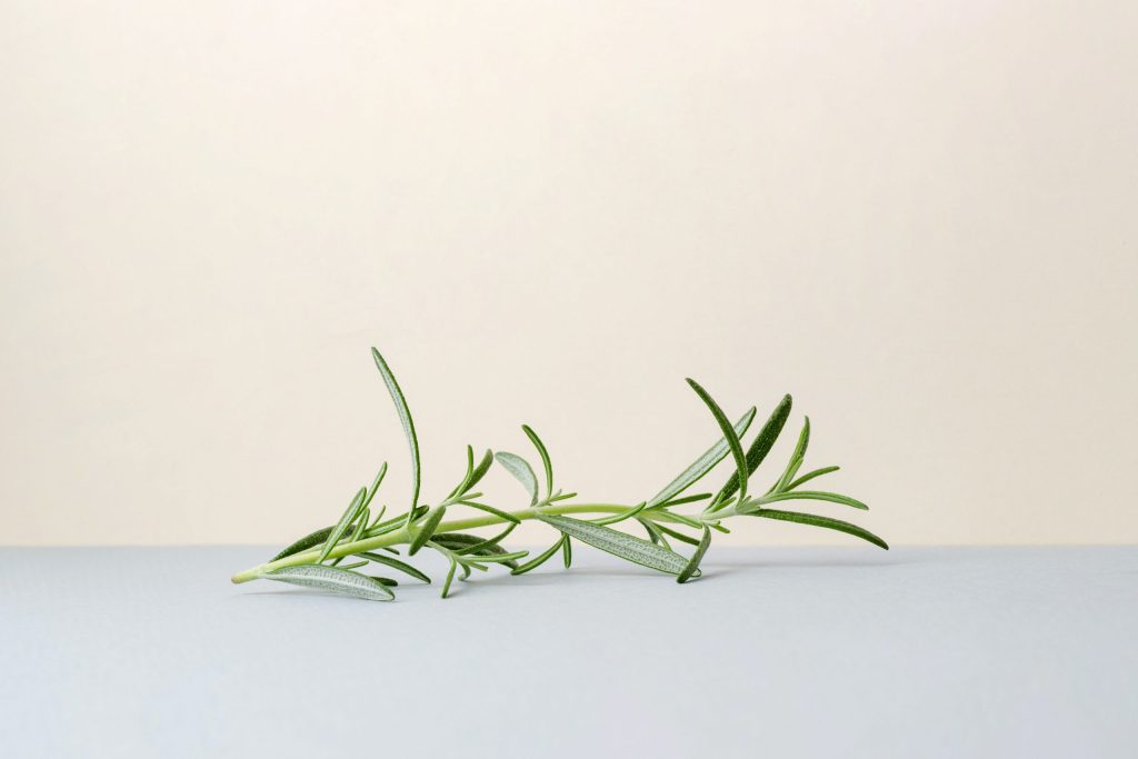 Fresh rosemary herb sprigs on table